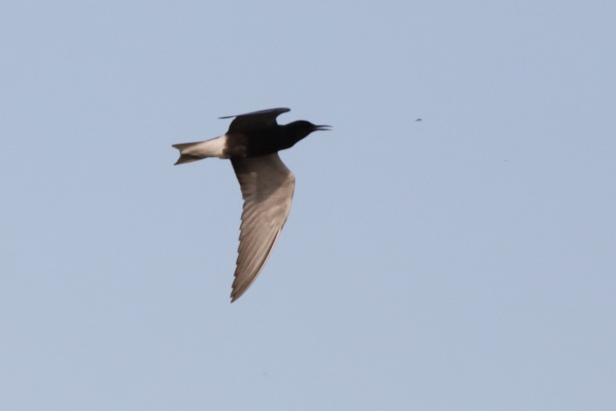 Black Tern - ML619283233