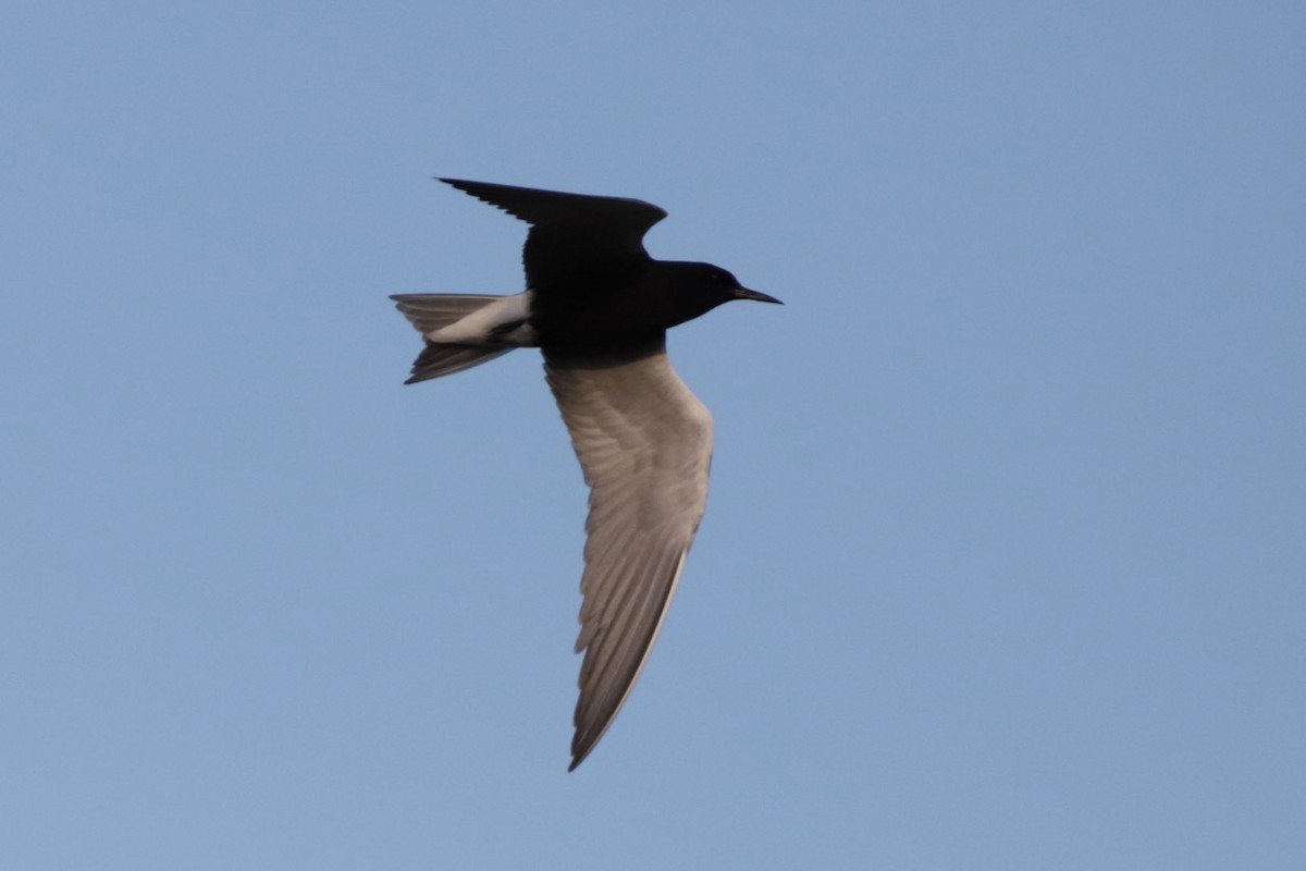 Black Tern - ML619283234