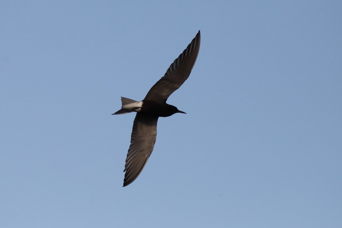Black Tern - ML619283235