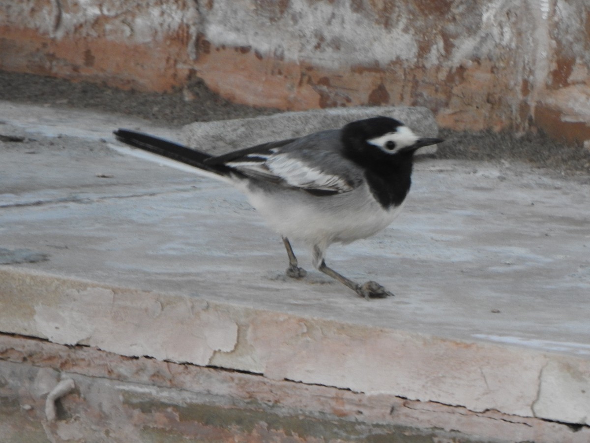 White Wagtail - ML619283272