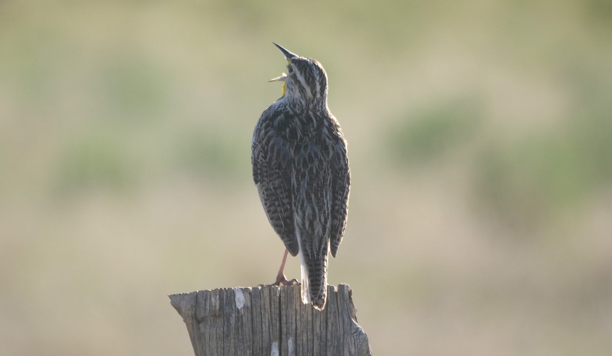 Western Meadowlark - ML619283274