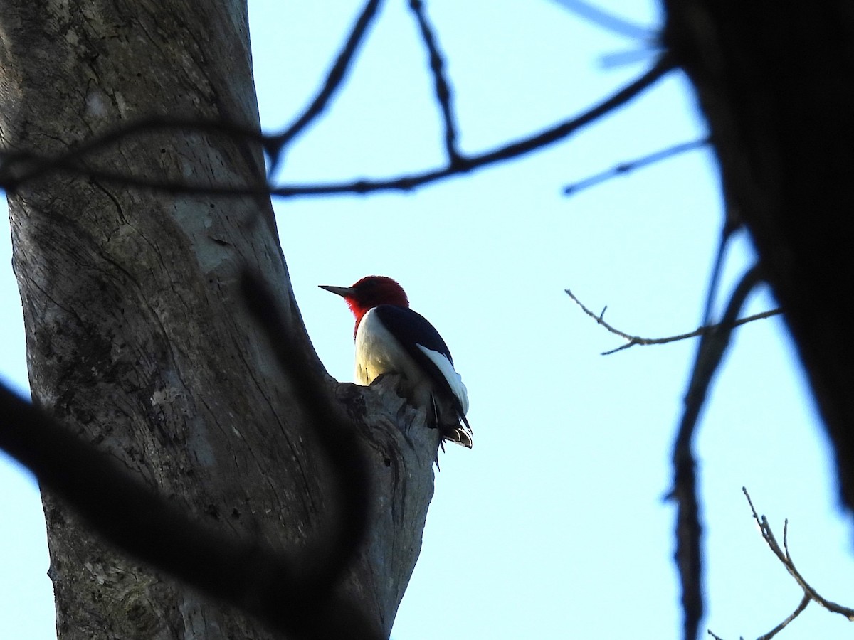 Red-headed Woodpecker - Sarah Coffey