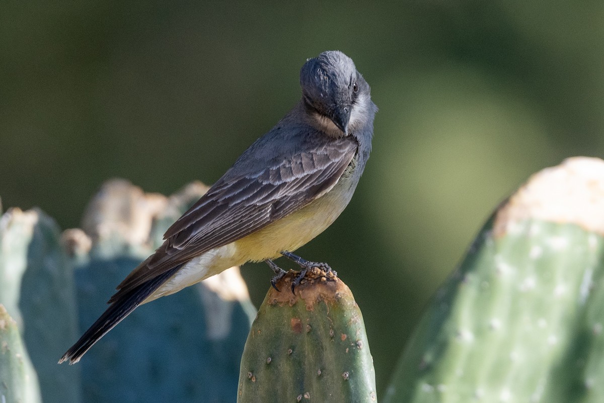 Cassin's Kingbird - Teresa Kopec