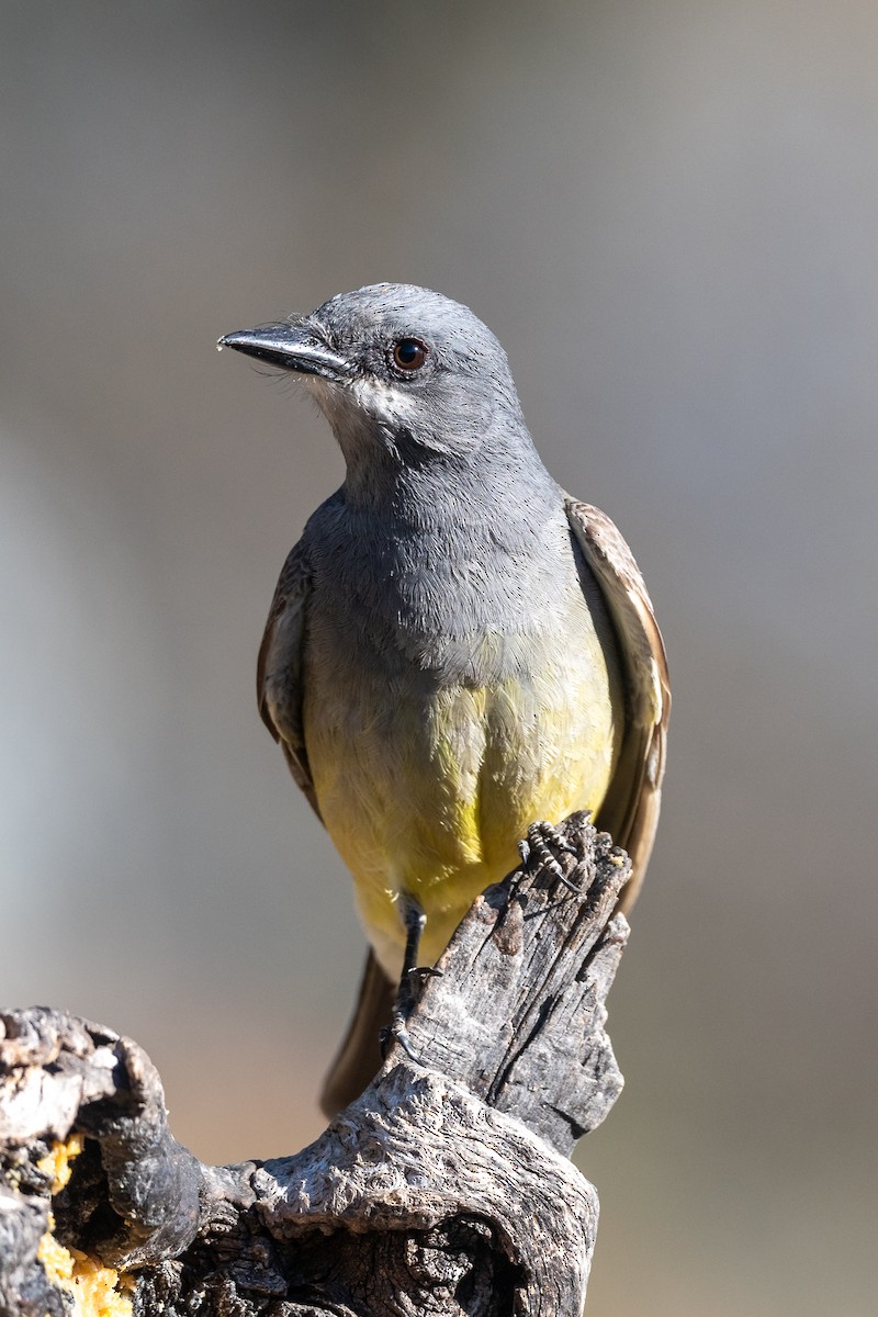 Cassin's Kingbird - Teresa Kopec