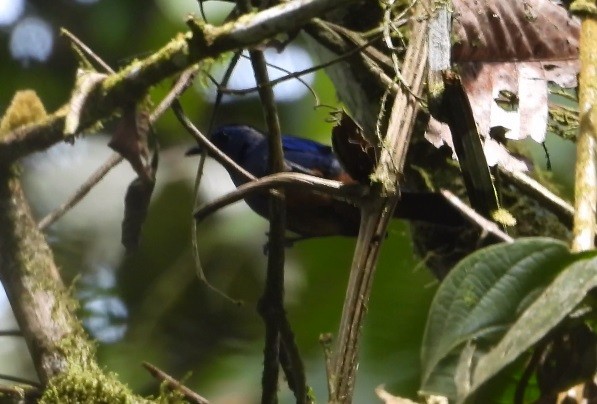 Opal-rumped Tanager - ML619283289