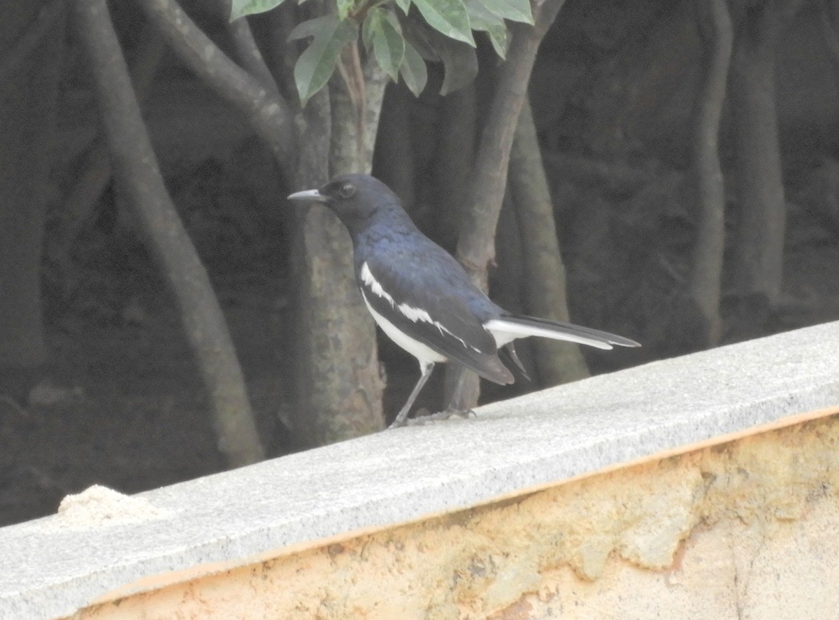 Oriental Magpie-Robin - Manju Sinha