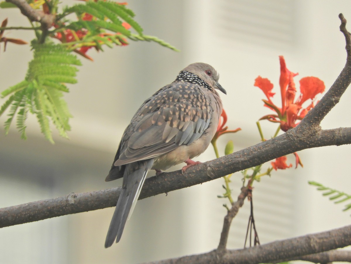 Spotted Dove - Manju Sinha