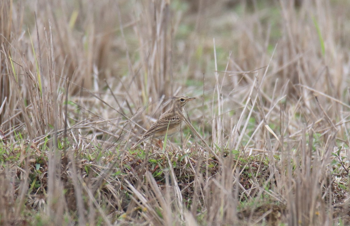 Paddyfield Pipit - ML619283302