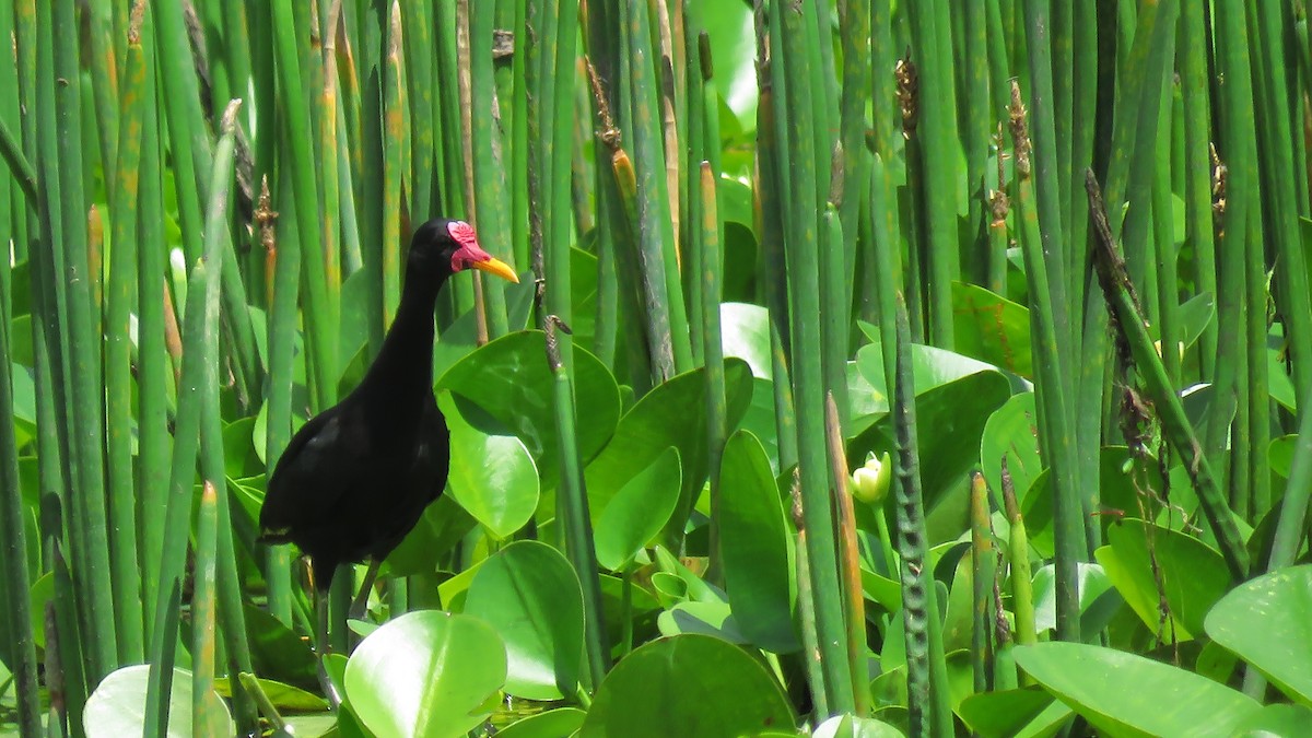 Common Gallinule - ML619283306