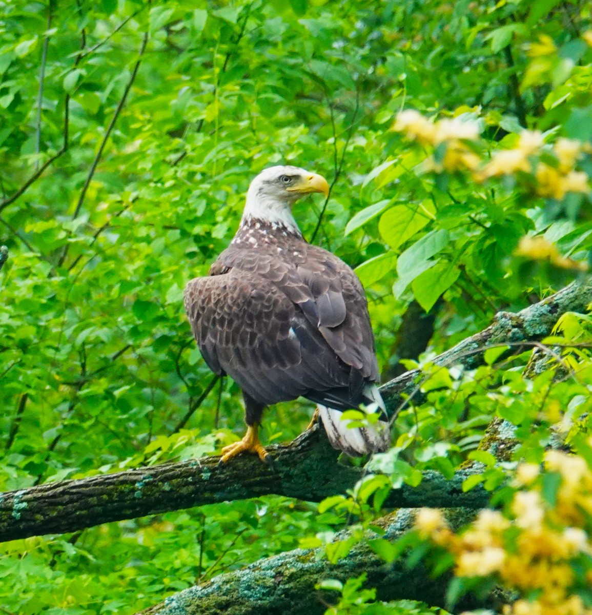 Bald Eagle - Brian Lineaweaver