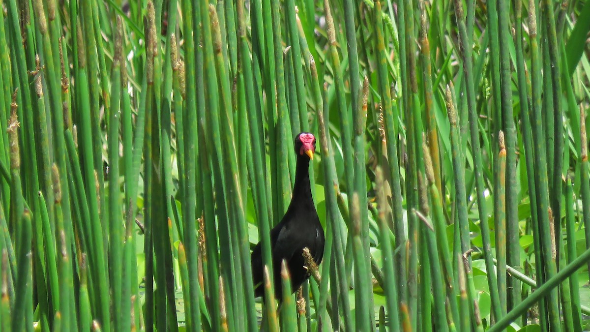 Common Gallinule - José Achipis