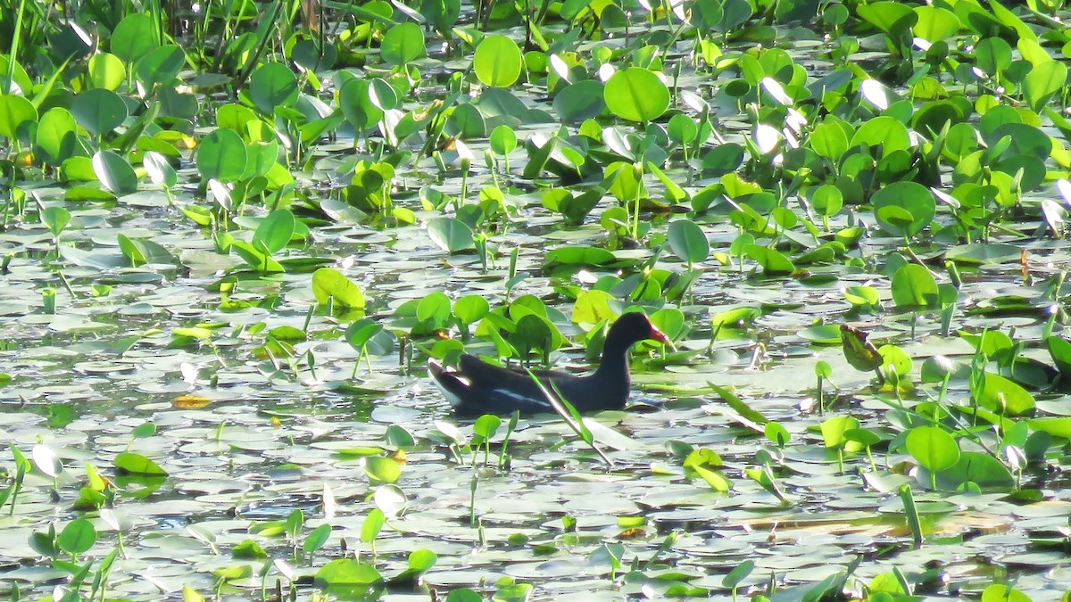 Common Gallinule - José Achipis