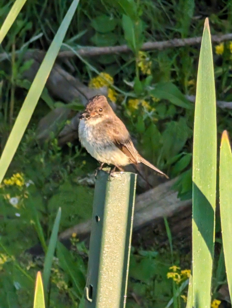 Eastern Phoebe - Ryan Gardner