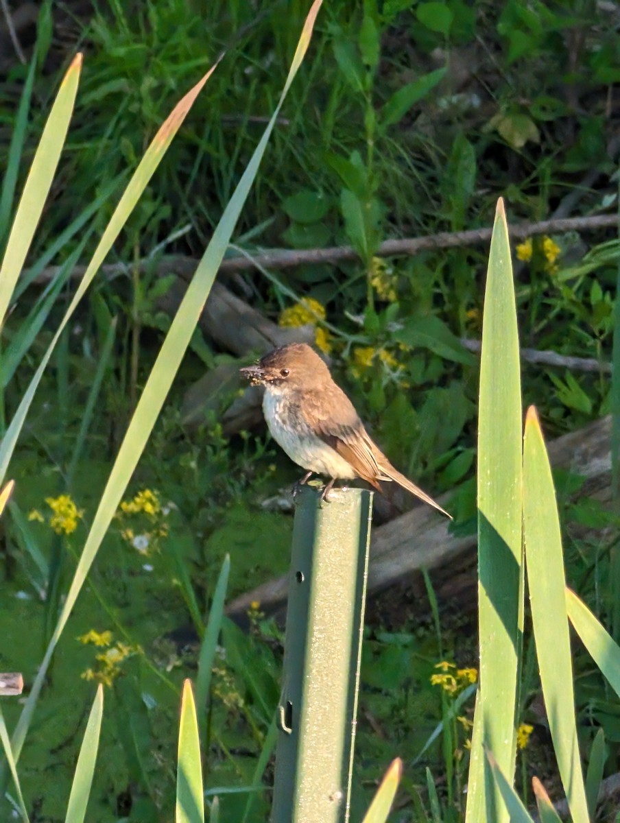 Eastern Phoebe - Ryan Gardner