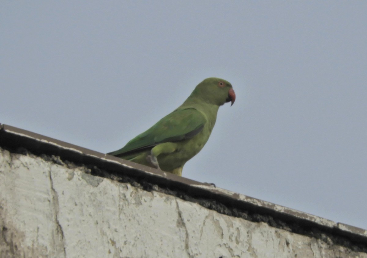 Rose-ringed Parakeet - Manju Sinha