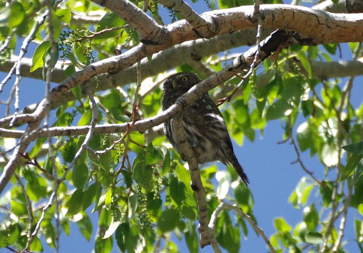 Northern Pygmy-Owl - ML619283339