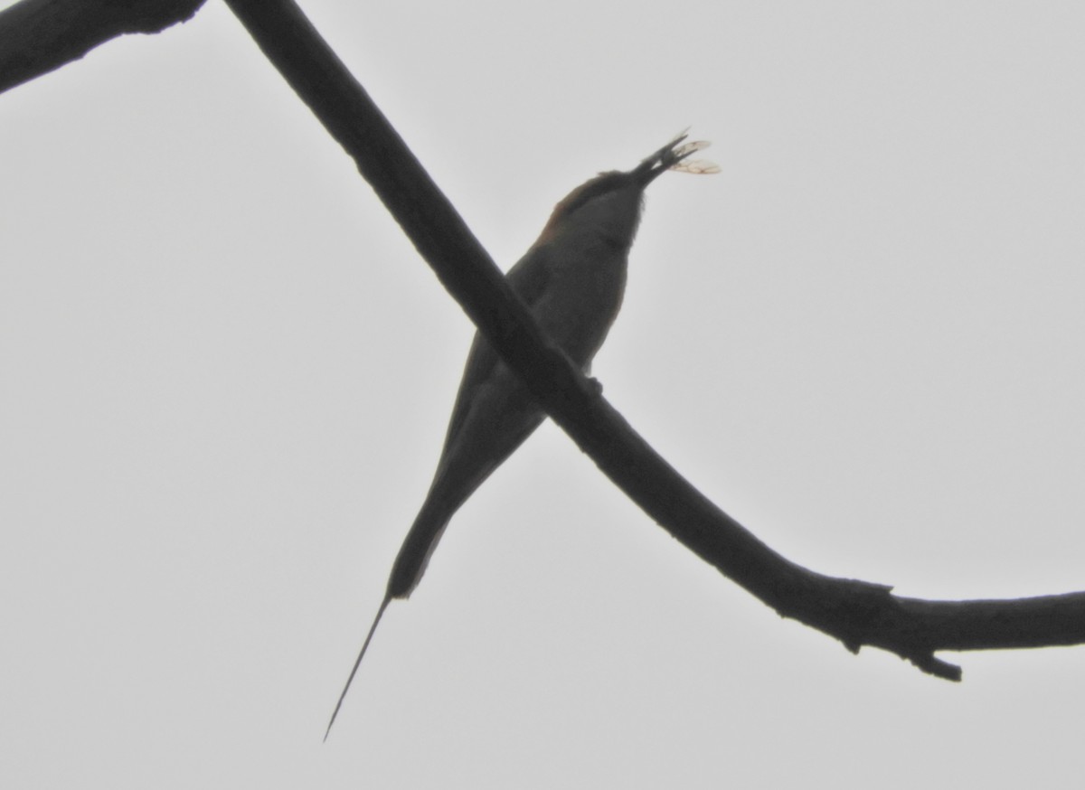 Asian Green Bee-eater - Manju Sinha