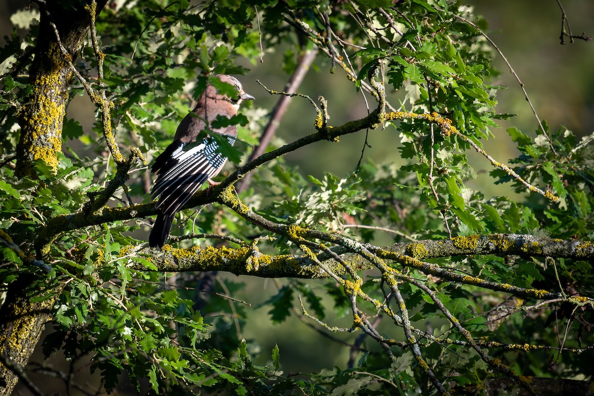 Eurasian Jay - Kaltag .