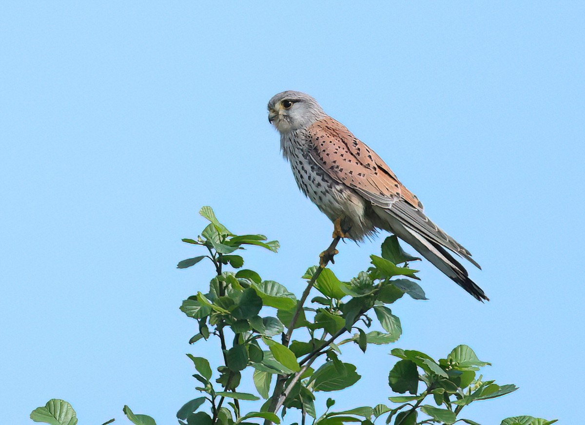 Eurasian Kestrel - Albert Noorlander