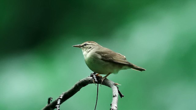 Swainson's Warbler - ML619283360