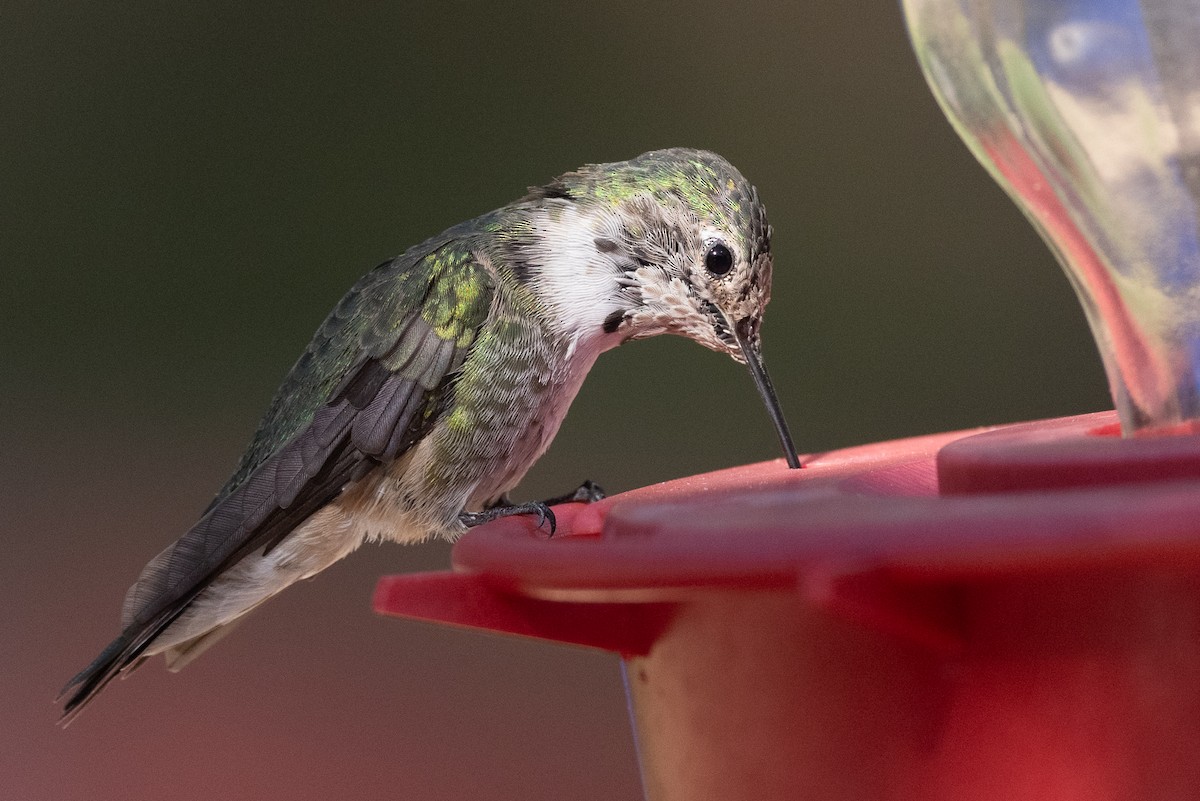 Broad-tailed Hummingbird - Teresa Kopec
