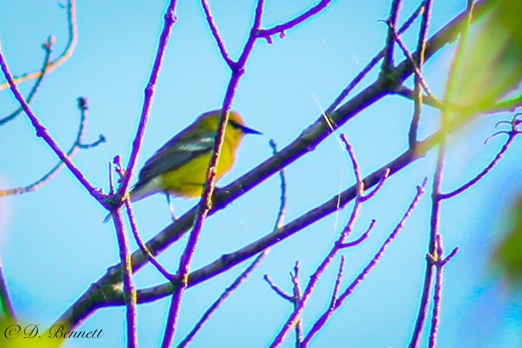 Blue-winged Warbler - ML619283367