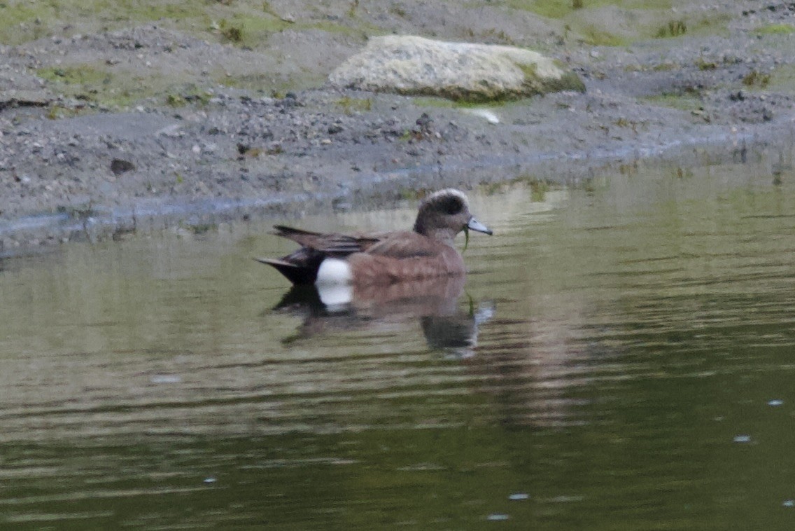 American Wigeon - Sarah Ngo