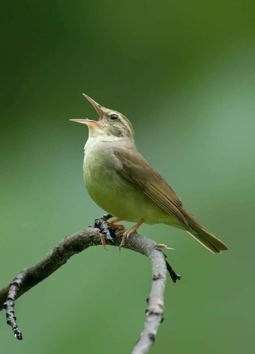 Swainson's Warbler - Pramod Prabhu