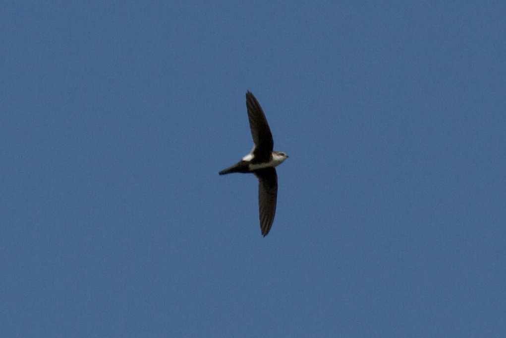 White-throated Swift - ML619283378