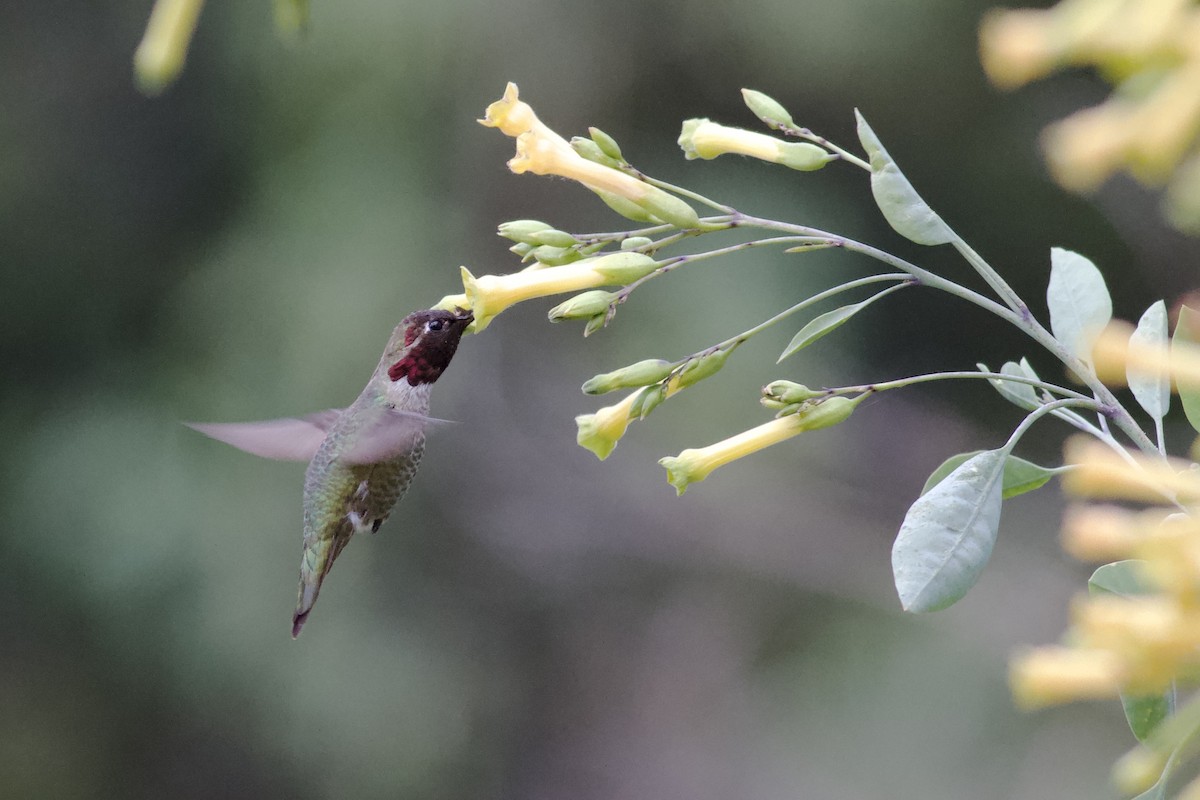 Anna's Hummingbird - ML619283381