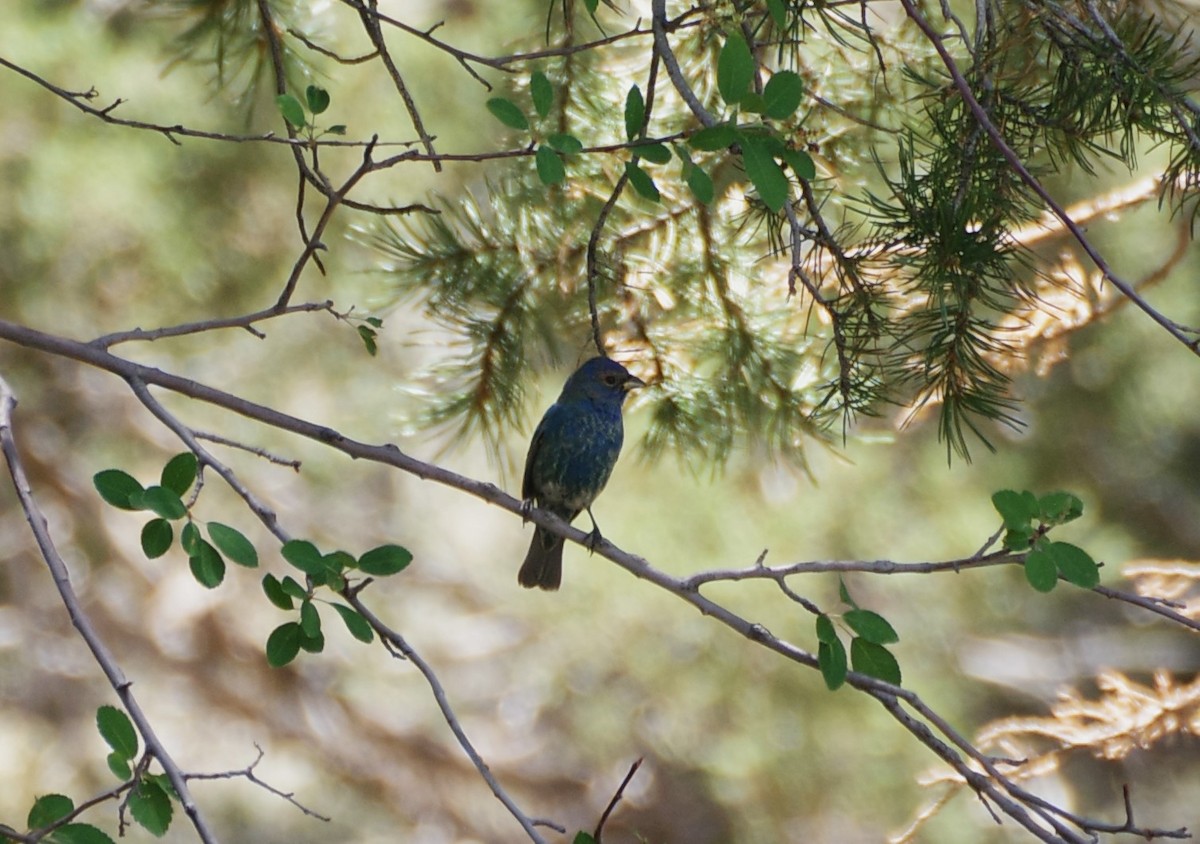 Indigo Bunting - ML619283385