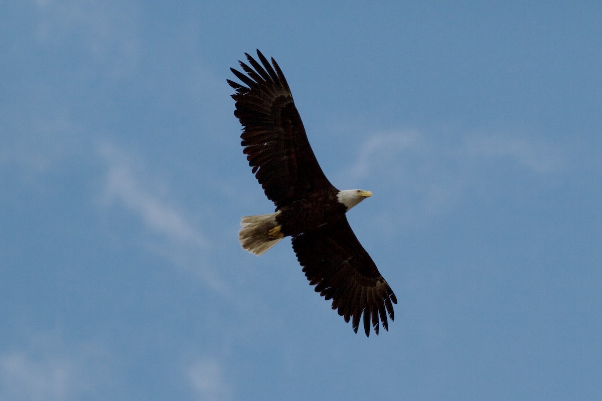 Bald Eagle - ML619283387