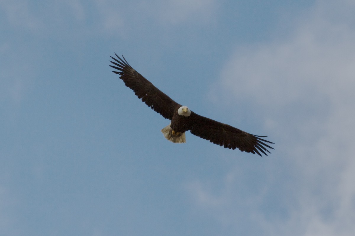 Bald Eagle - Sarah Ngo