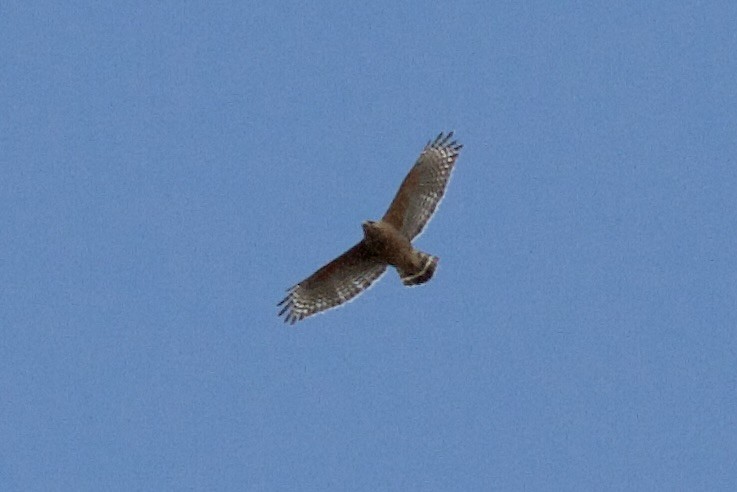 Red-shouldered Hawk - ML619283391