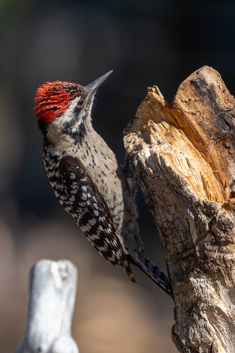 Ladder-backed Woodpecker - Teresa Kopec