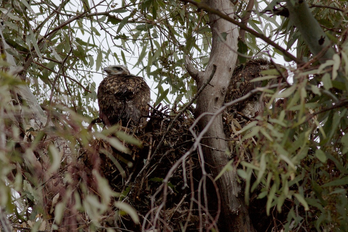 Red-tailed Hawk - ML619283394