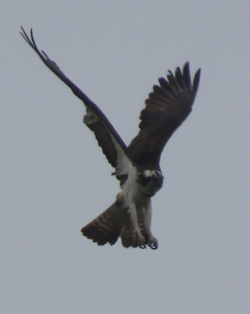 Águila Pescadora - ML619283398