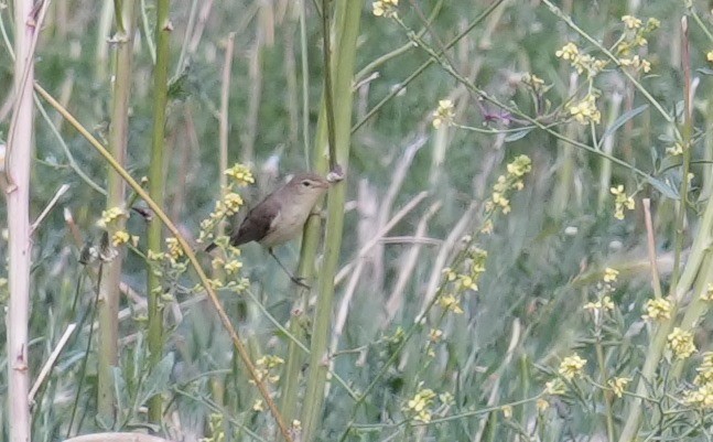 tanımsız Phylloscopus sp. - ML619283401