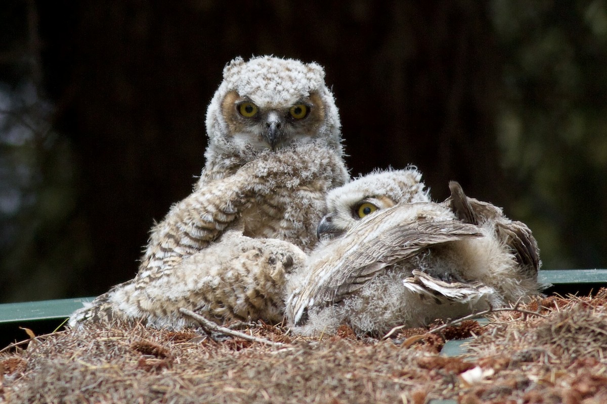 Great Horned Owl - ML619283404