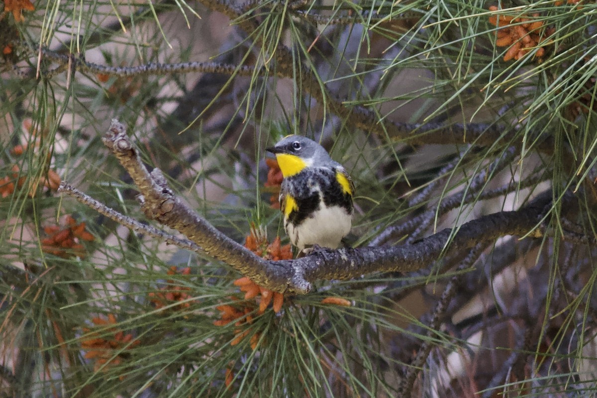 Yellow-rumped Warbler (Audubon's) - ML619283411