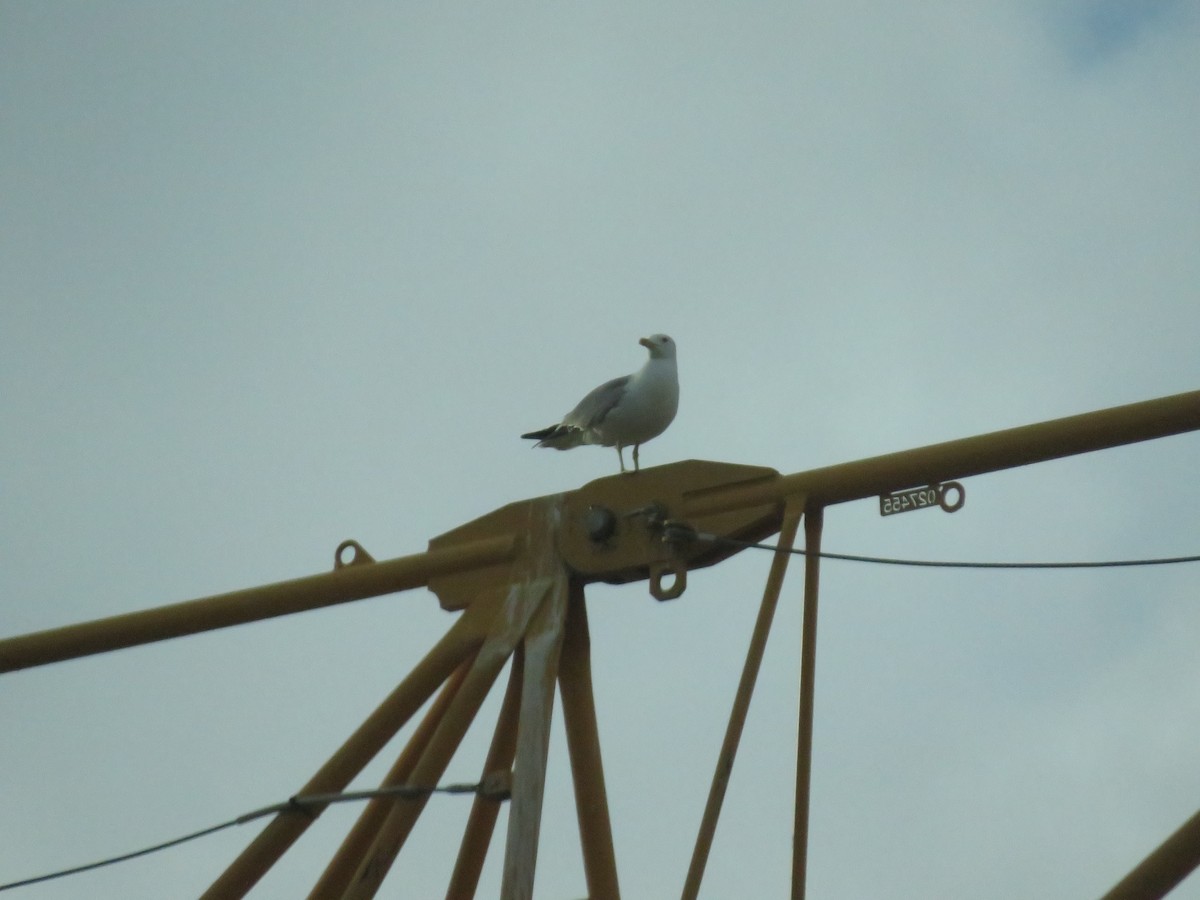 Yellow-legged Gull - Eric Cormier