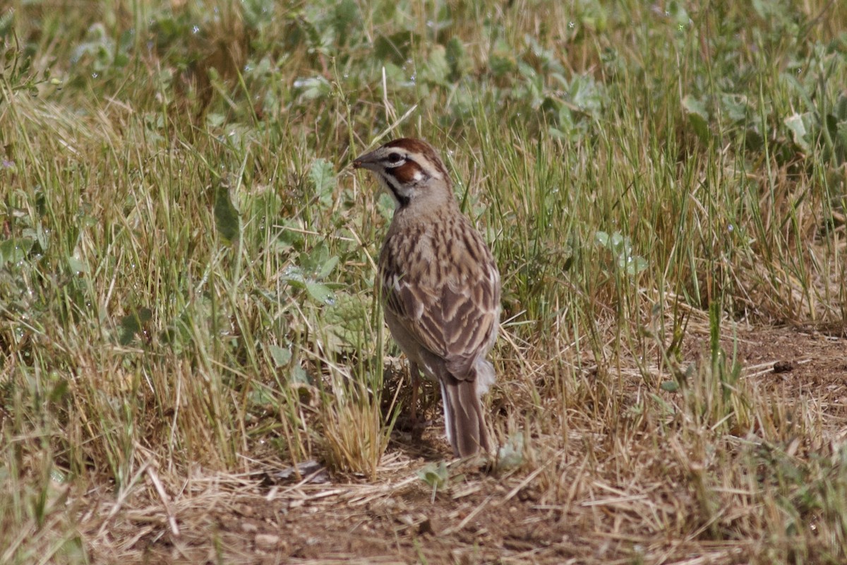 Lark Sparrow - ML619283429