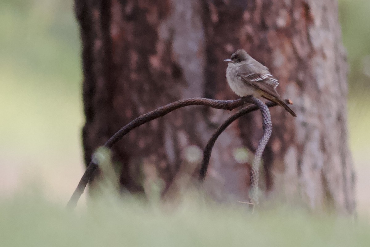 Western Wood-Pewee - ML619283436