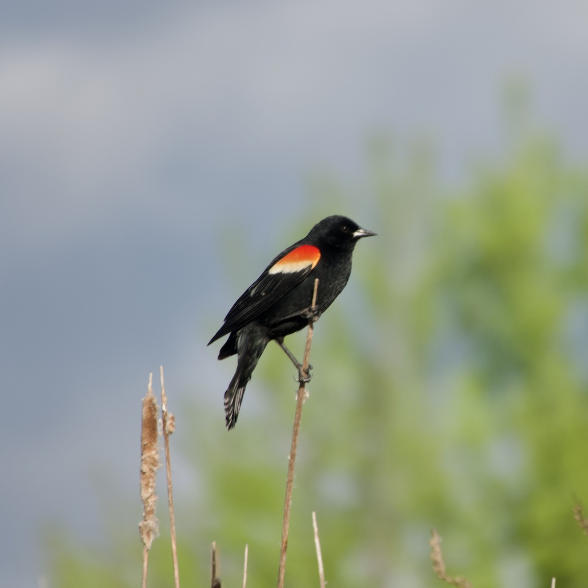 Red-winged Blackbird - Clem Nilan