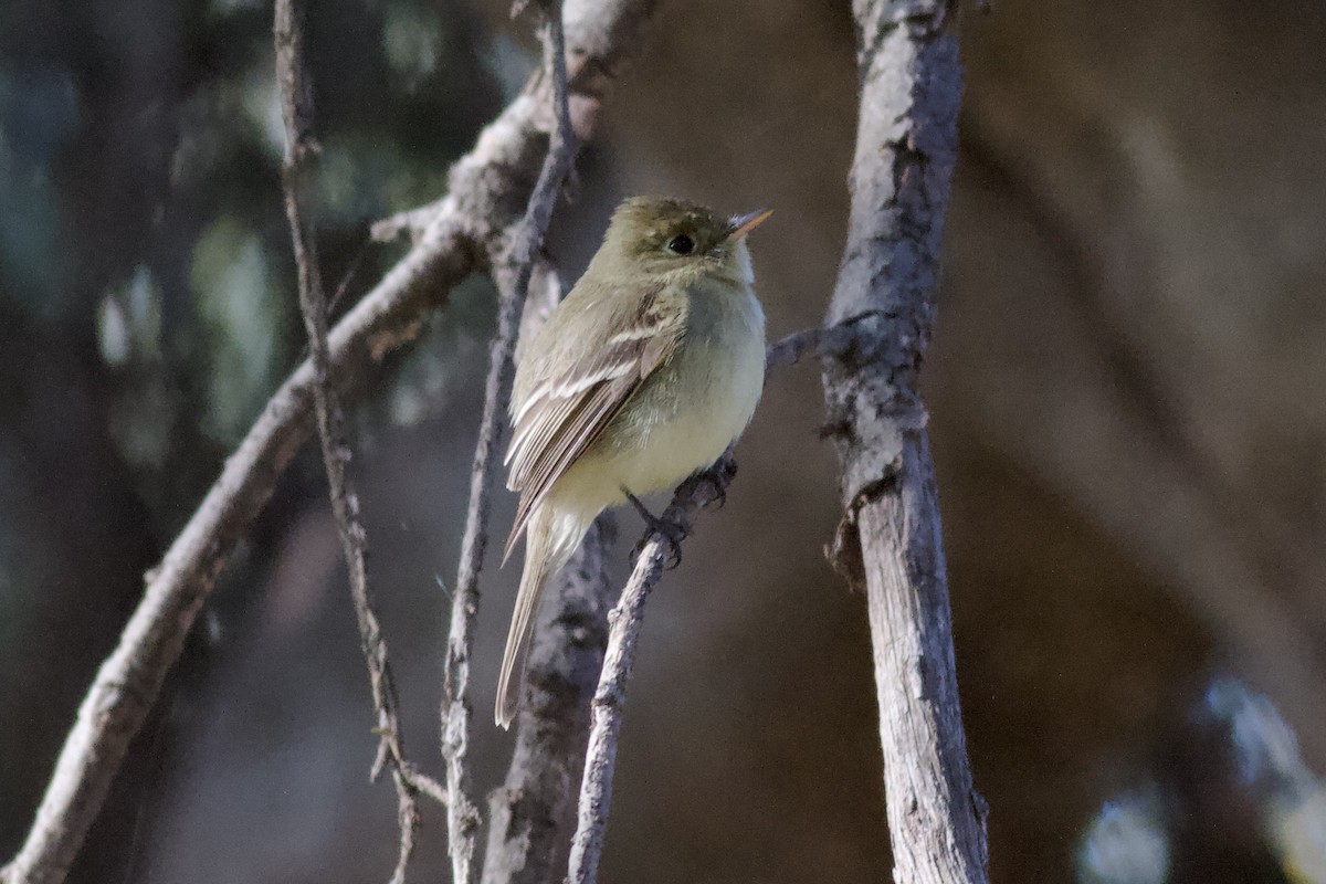 Western Flycatcher - ML619283443