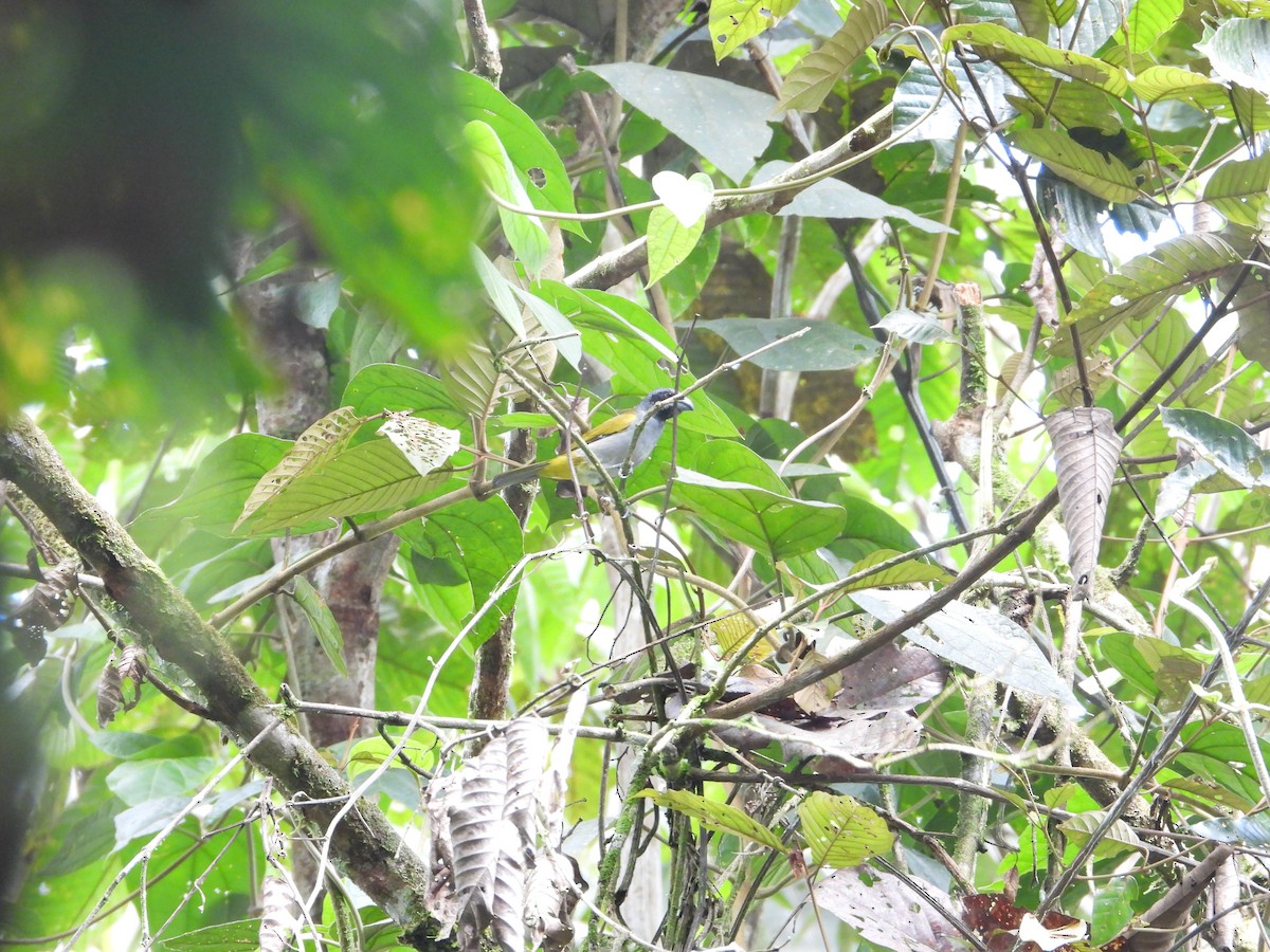 Yellow-shouldered Grosbeak - ML619283445