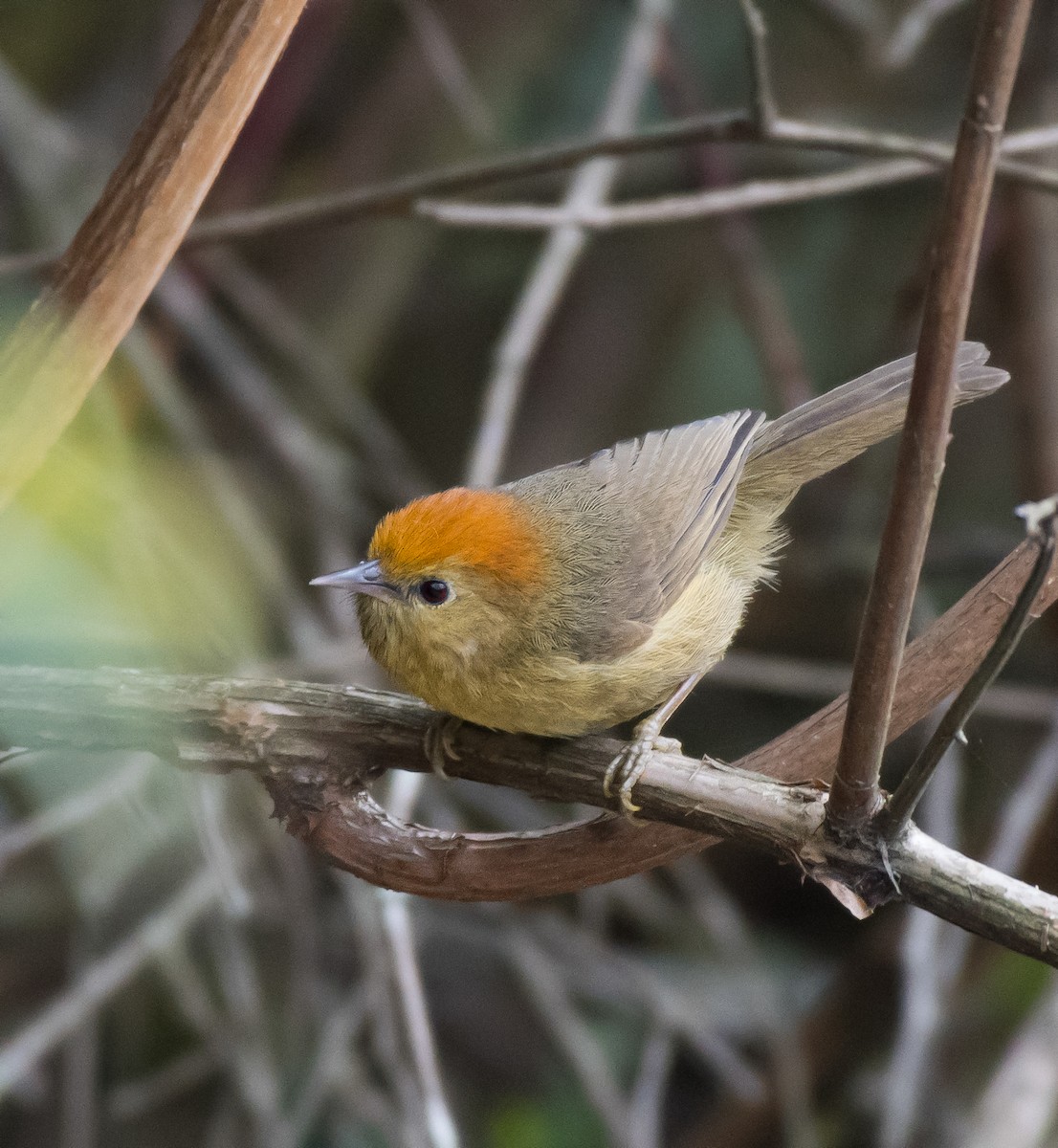 Rufous-capped Babbler - ML619283450