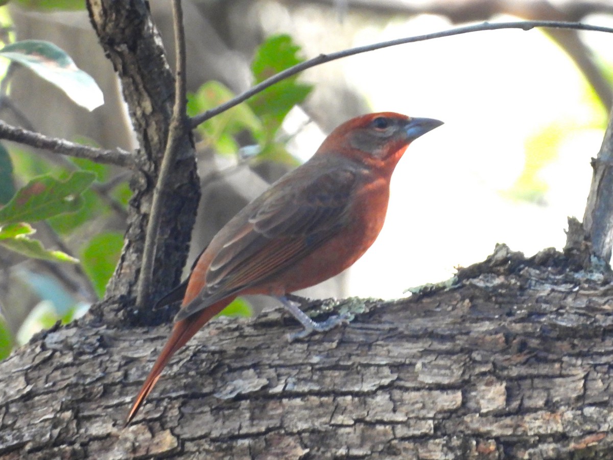 Hepatic Tanager - Nick Komar