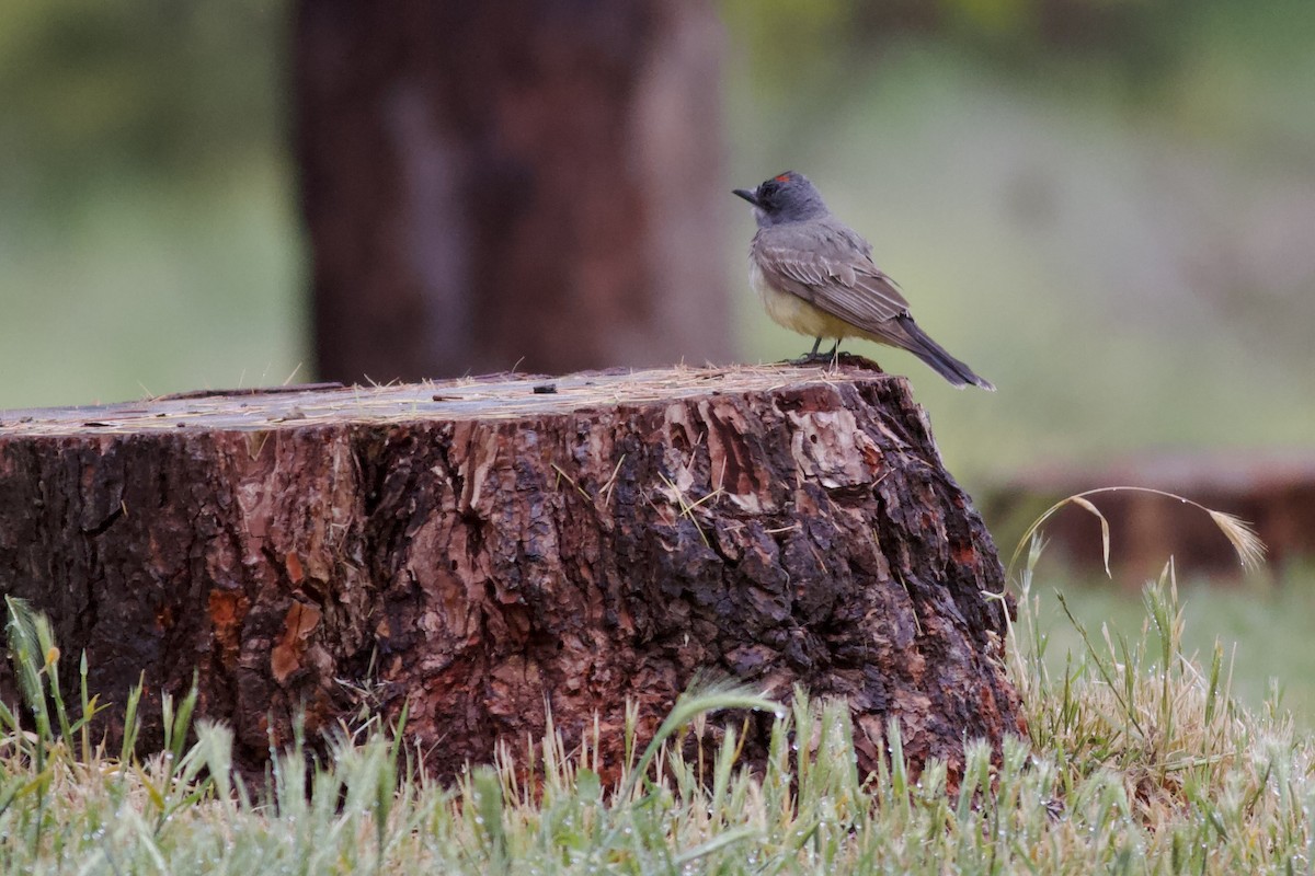 Cassin's Kingbird - ML619283452