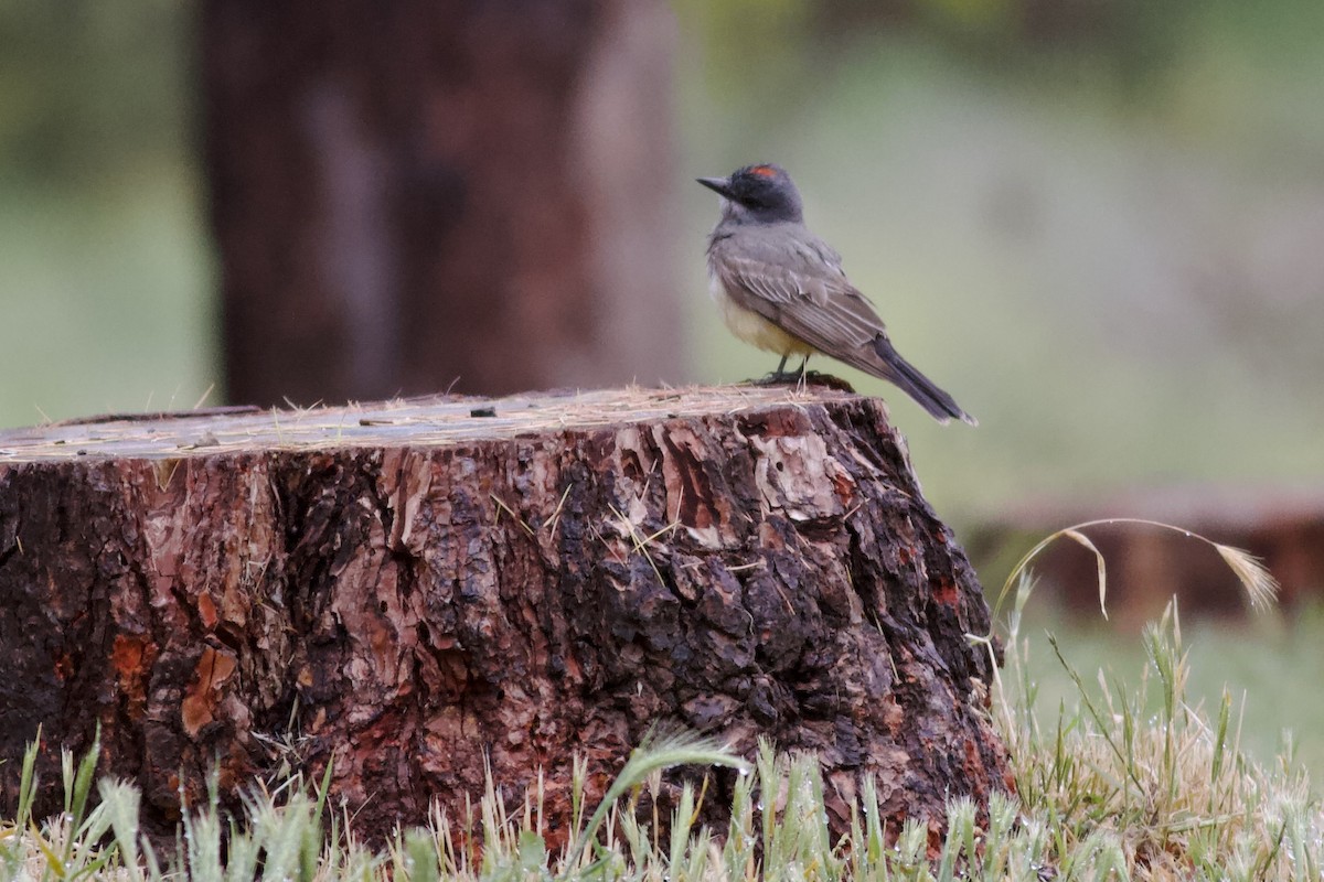 Cassin's Kingbird - Sarah Ngo